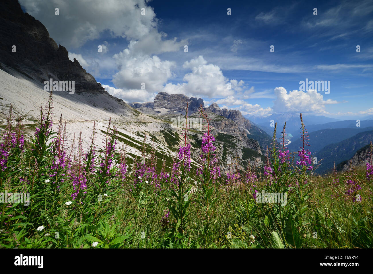 Berglandschaft der Dolomiten mit Blumen im Vordergrund. Die Drei Zinnen. Italien Stockfoto