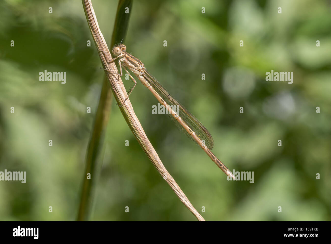 Common winter damselfly, Sympecma fusca Stockfoto