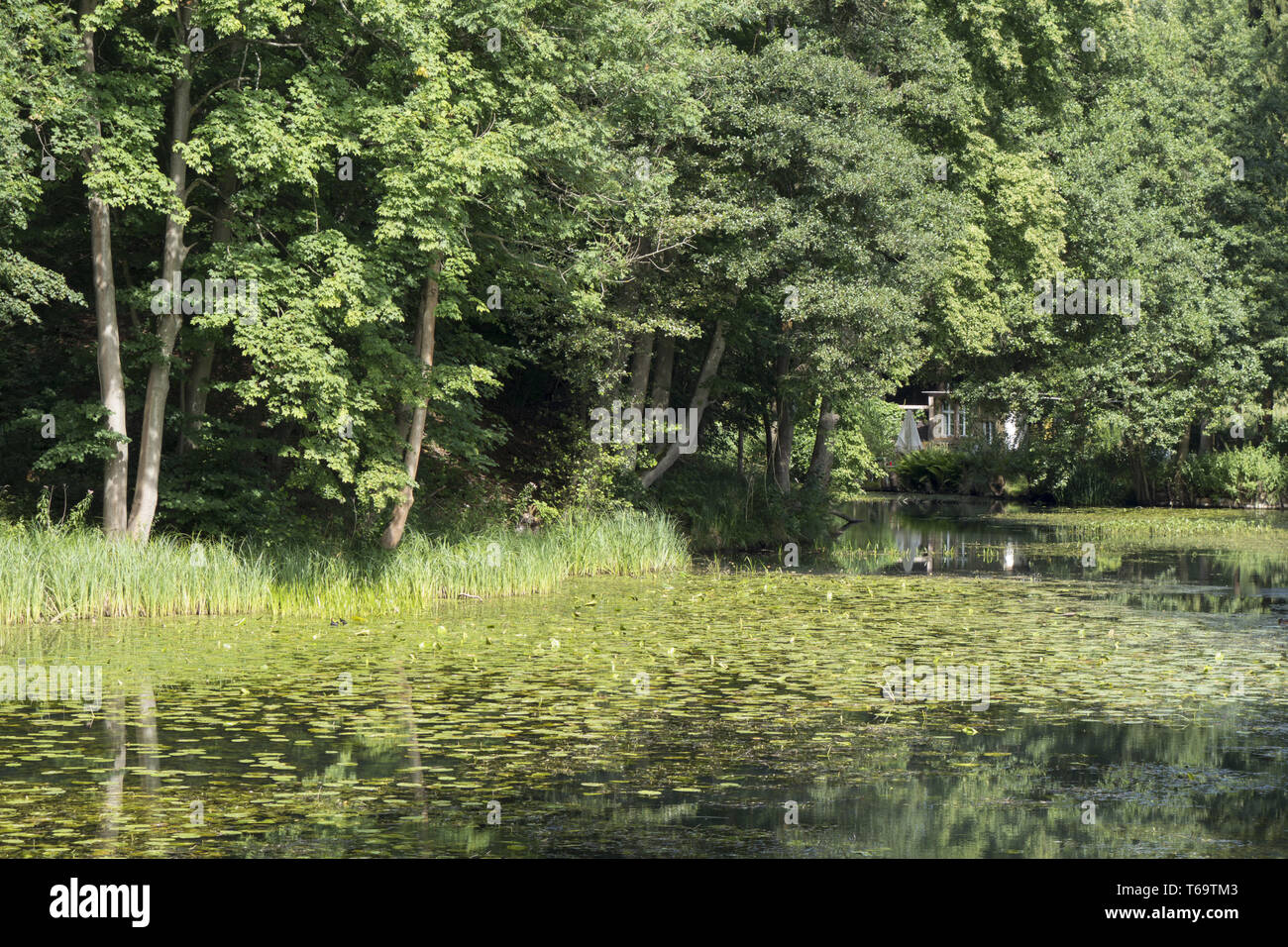 See mit Seerosen und ein Haus im Hintergrund Stockfoto