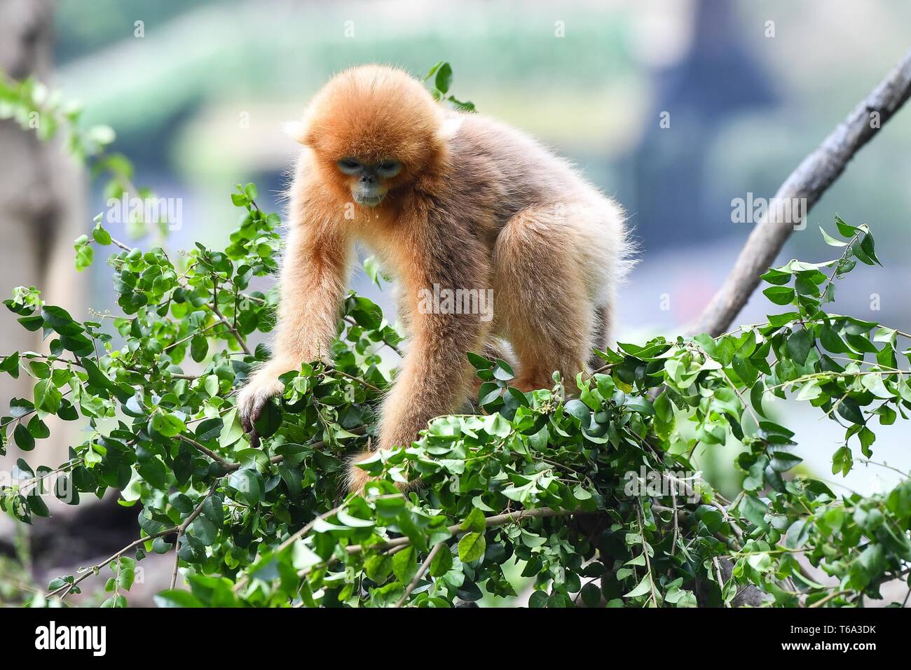 Guangzhou, Guangdong Provinz Chinas. 30 Apr, 2019. Eine goldene snub-gerochene Monkey cub Spaß hat am Chimelong Safari Park in Guangzhou, Provinz Guangdong im Süden Chinas, 30. April 2019. Die chimelong Safari Park ein Neugeborenes golden snub begrüßt - spitzzange Monkey am Montag. Die goldenen snub-gerochene monkey Familie hier hat zu einem Vater, drei Mütter und 10 Babys gewachsen. Credit: Liu Dawei/Xinhua/Alamy leben Nachrichten Stockfoto