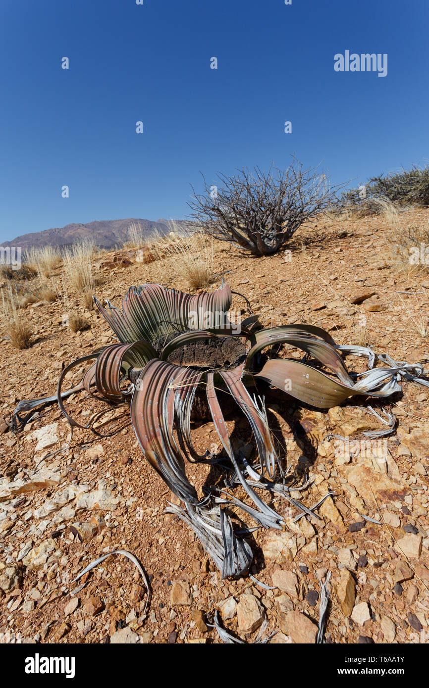 Welwitschia mirabilis, erstaunliche Wüste Pflanze, lebendes Fossil Stockfoto