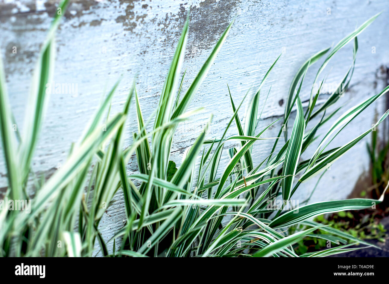 Gestreift Weiss Und Grun Ribbon Gras Phalaris Arundinacea Picta