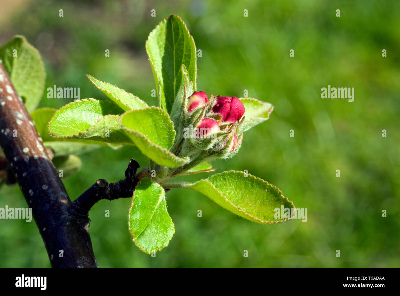 Apple Blütenknospen Stockfoto