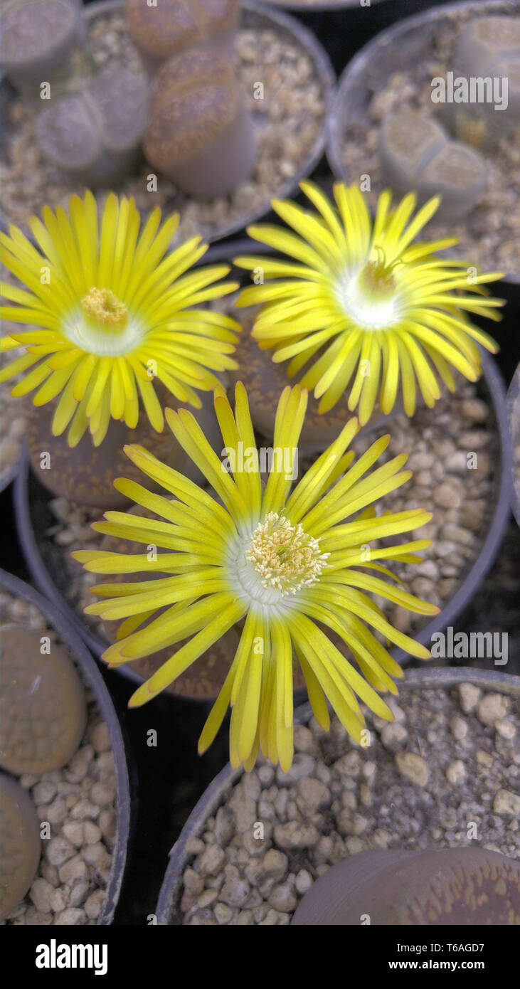 Lebendige Steine (lithops) mit gelben Blüten Stockfoto