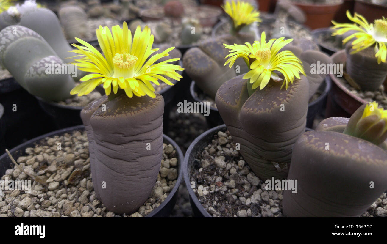 Lebendige Steine (lithops) mit gelben Blüten Stockfoto