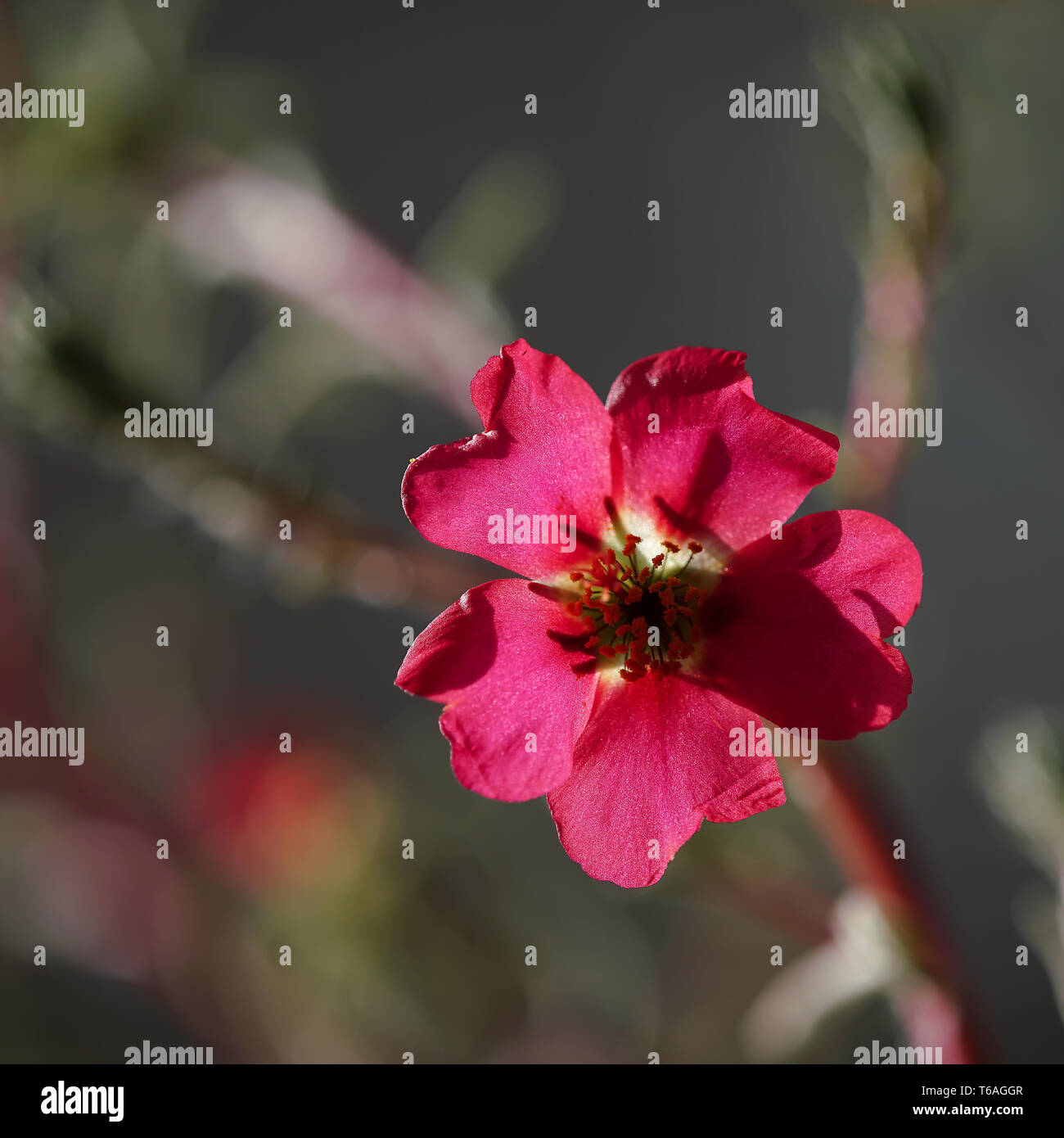 Roten Blüte eines Portulaca grandiflora im Sommer Stockfoto