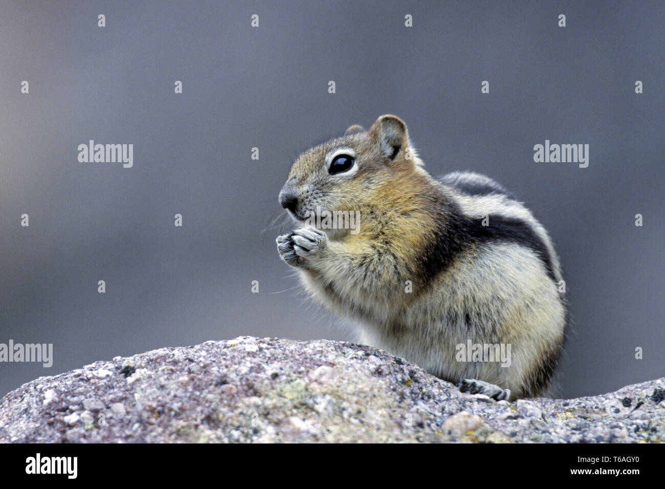 Golden-mantled Ground Squirrel ist in gebirgigen Gegenden des westlichen Nordamerika gefunden Stockfoto