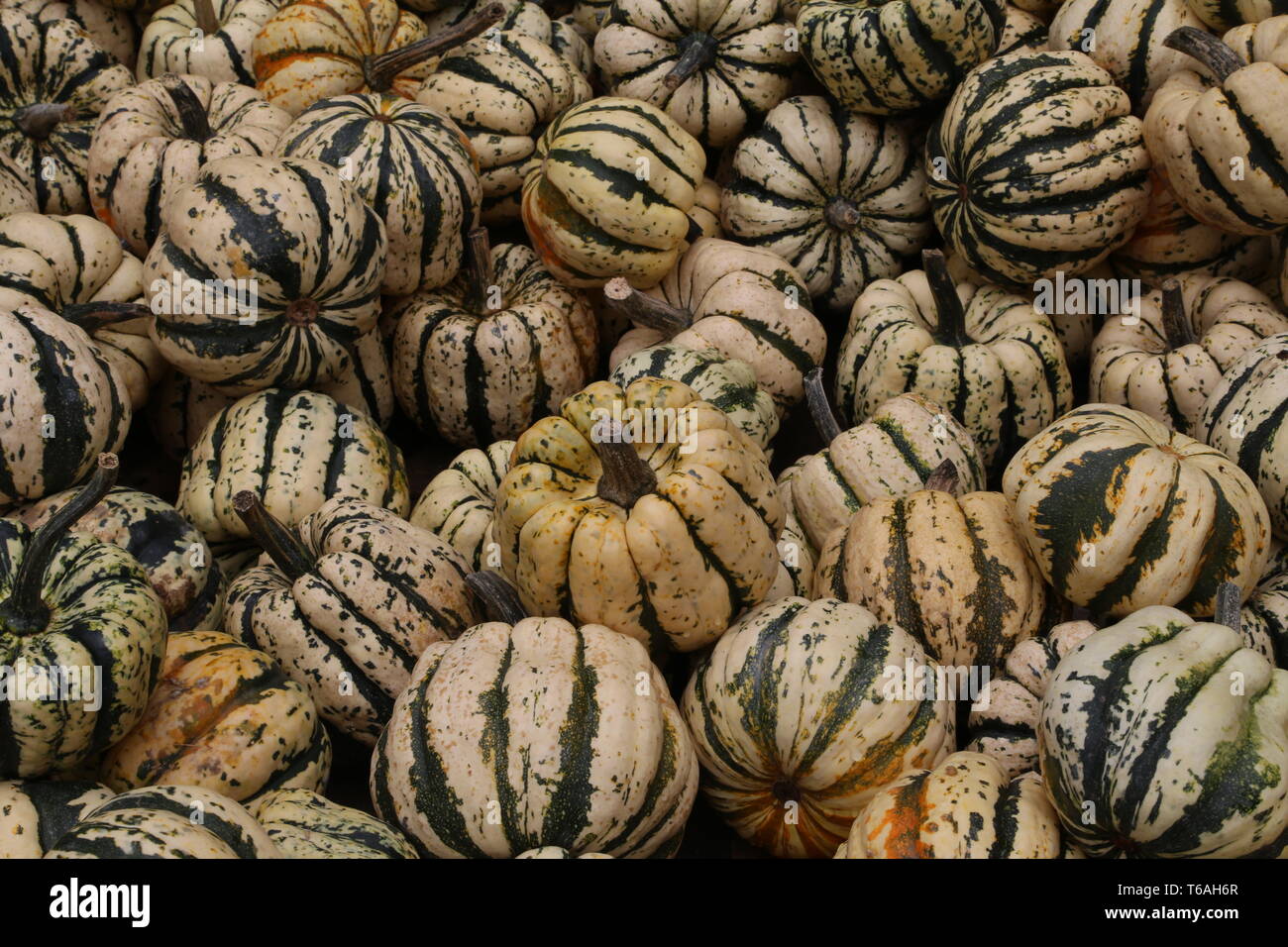 Dekorative Kürbis oder Zierpflanzen Kürbis Stockfoto