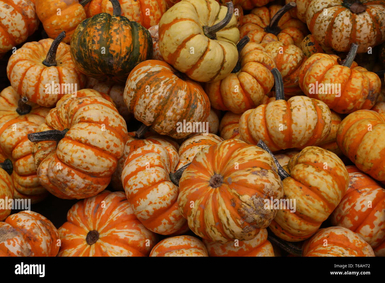 Dekorative Kürbis oder Zierpflanzen Kürbis Stockfoto