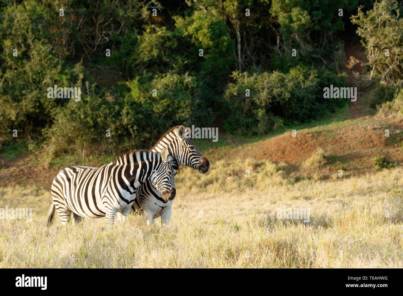 Ein Zebra mit einer guten reiben gegen die anderen Stockfoto