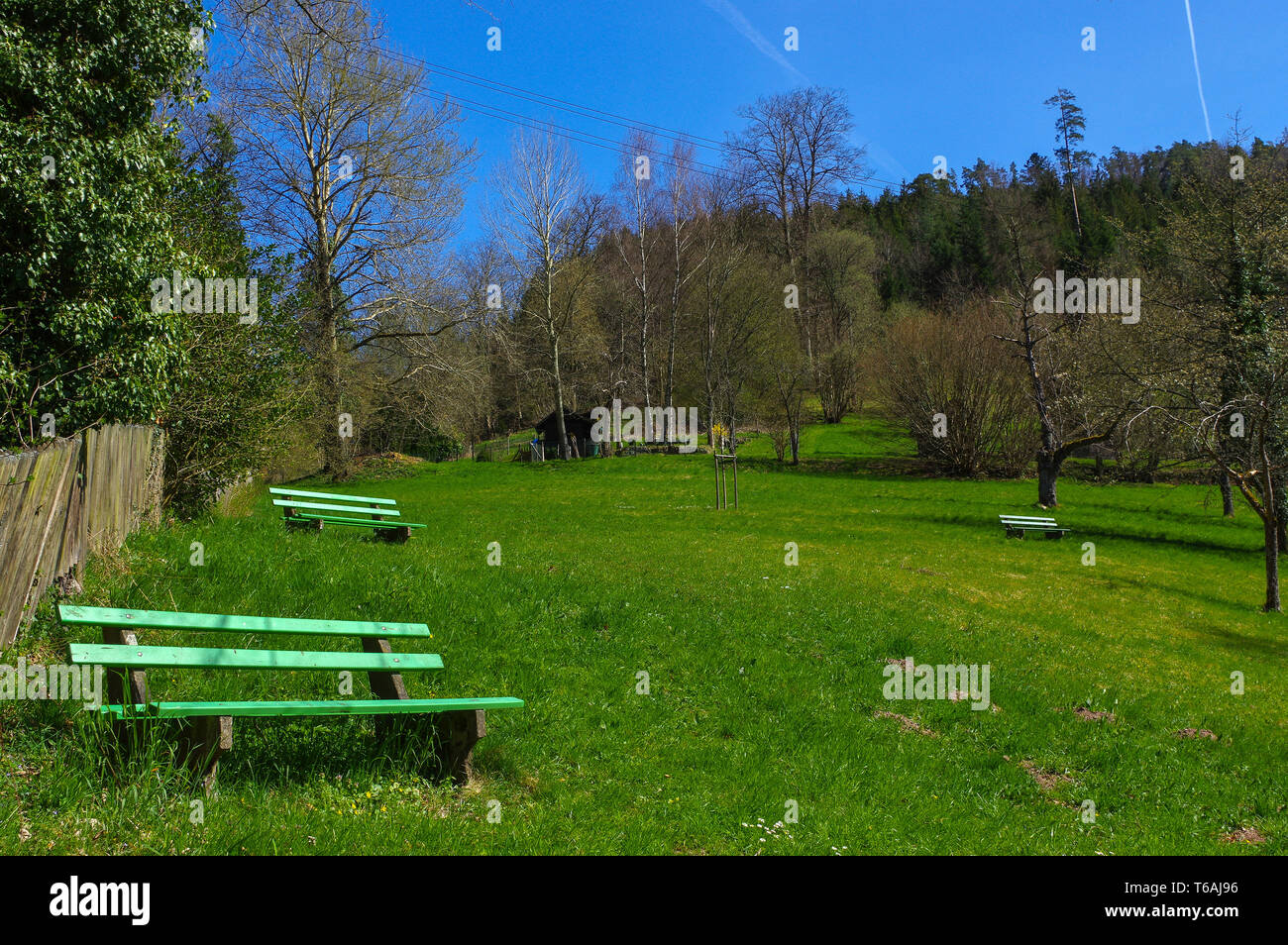 Grüne Holzbank unter Bäumen im park Stockfoto