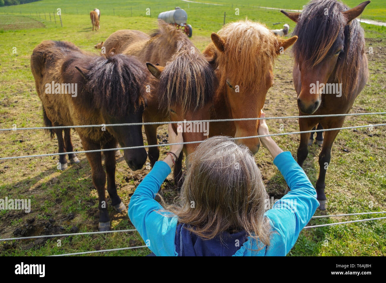 Mann mit langen Haaren, die Fütterung der Pferde auf der Wiese Stockfoto