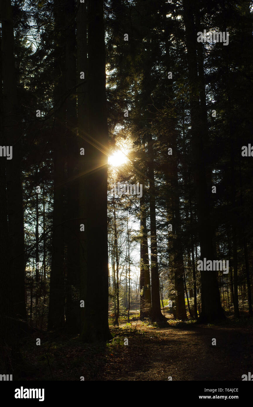 Dunkel grünen Wald mit einem Pfad zwischen den Bäumen bei Sonnenaufgang. Stockfoto