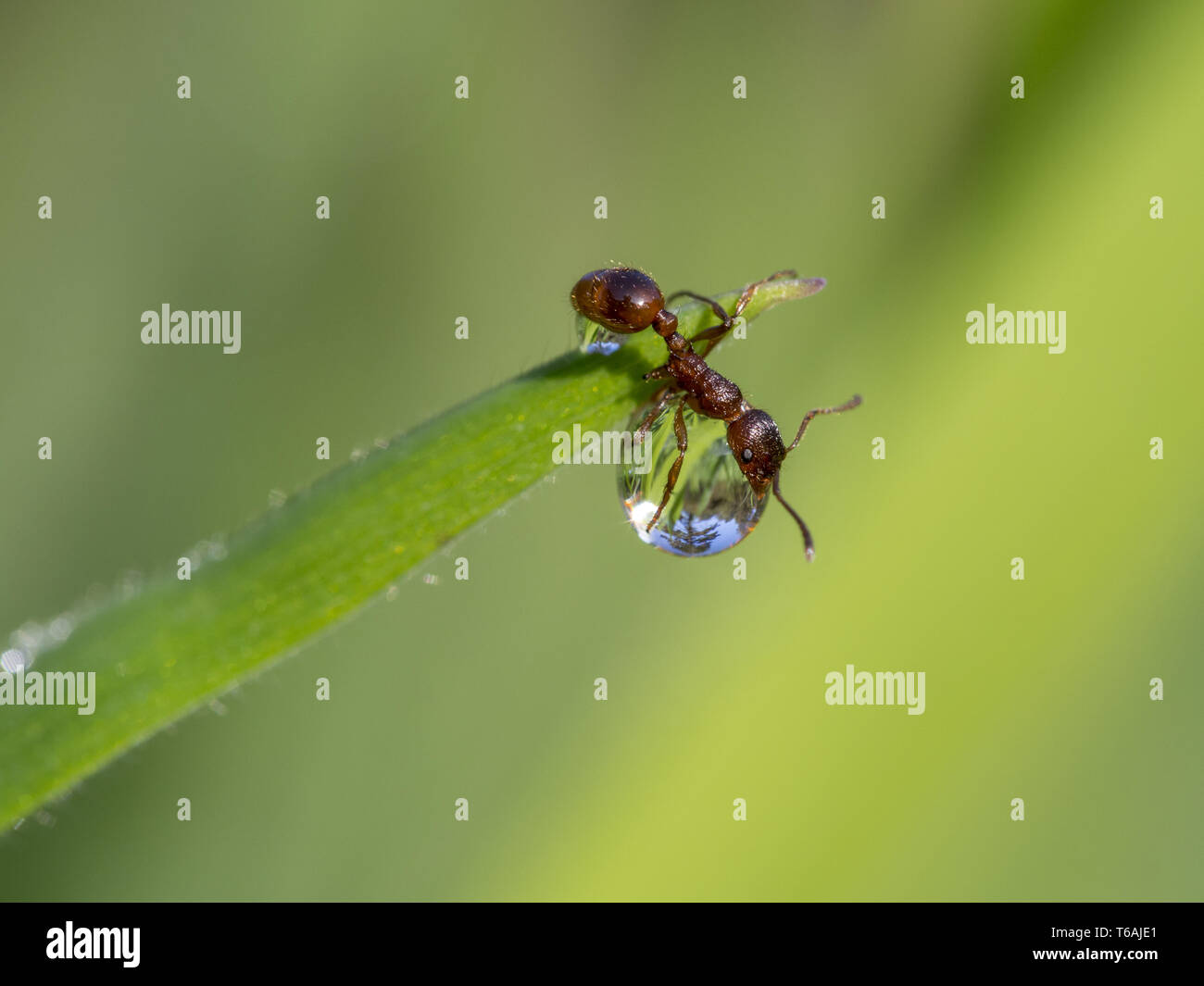 Europäische Feuerameise auf ein Wassertropfen, Myrmica rubra Stockfoto