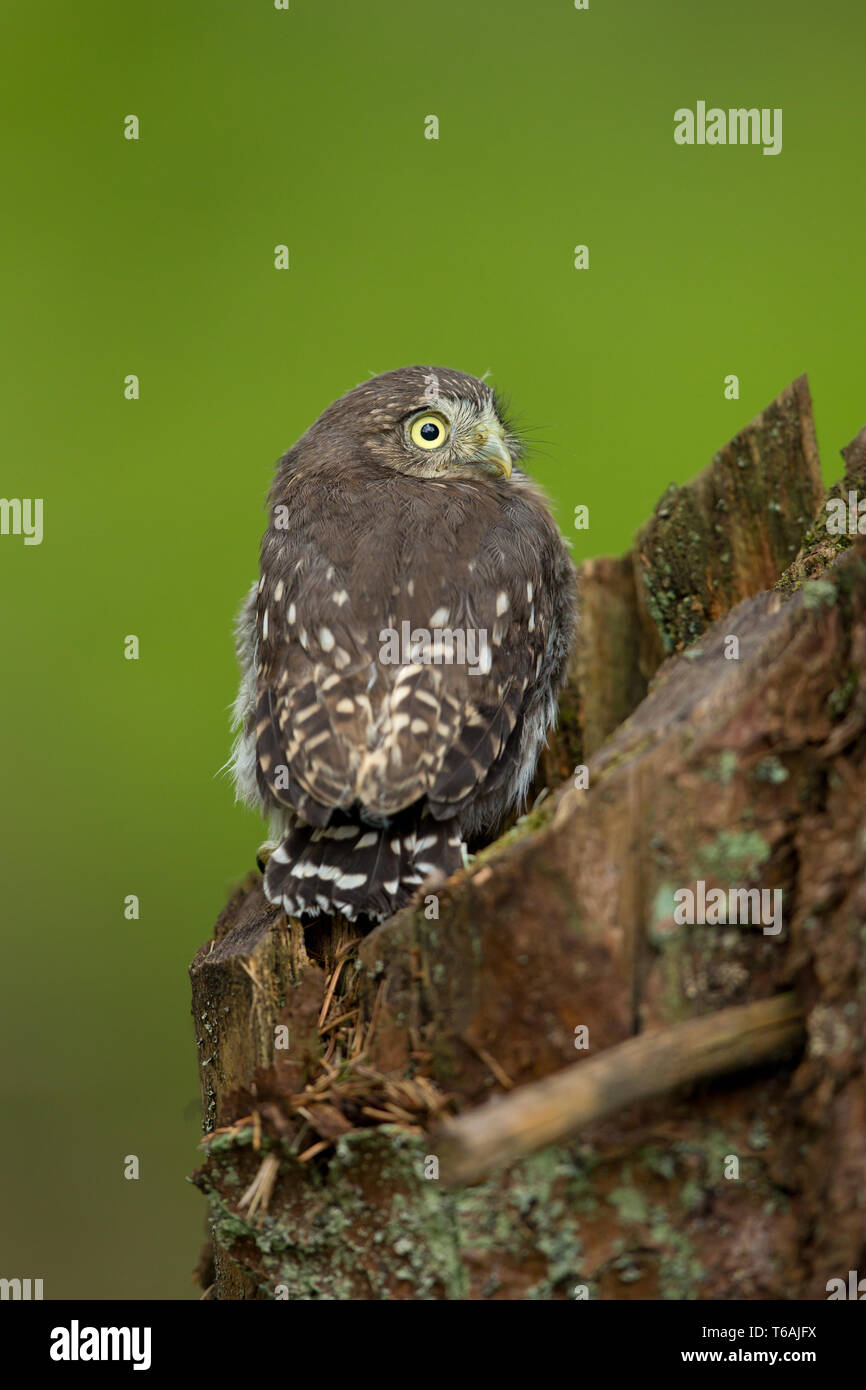 Eurasischen Sperlingskauz (Glaucidium passerinum) ist die kleinste Eule in Europa. In der Tschechischen Republik Stockfoto