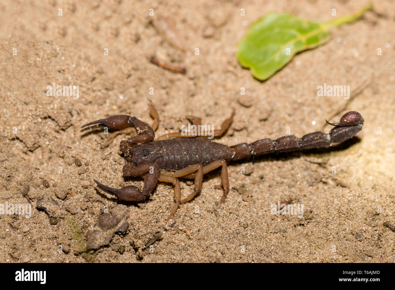 Skorpione, räuberischen Spinnentiere Madagaskar Stockfoto