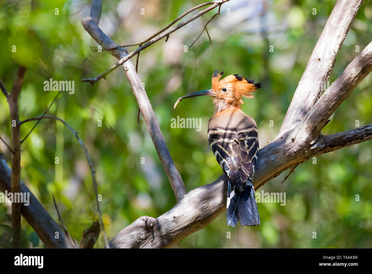 Endemische Vogel madagassischen Wiedehopf Madagaskar Stockfoto