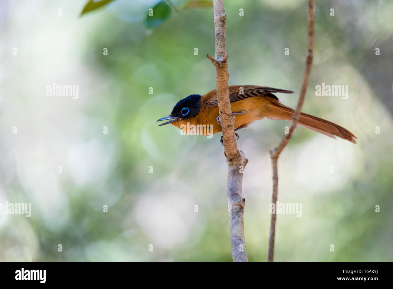 Madagaskar Vogel Paradies - Fliegenfänger, Terpsiphone mutata Stockfoto