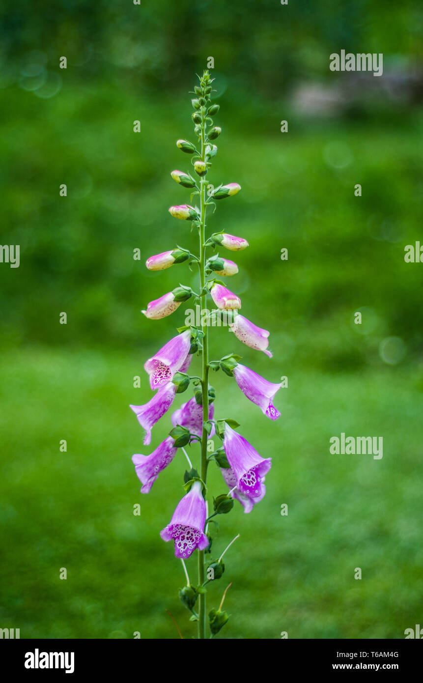 Schöne und bunte spontane Wilde violette Blume in der grünen Wiese Stockfoto
