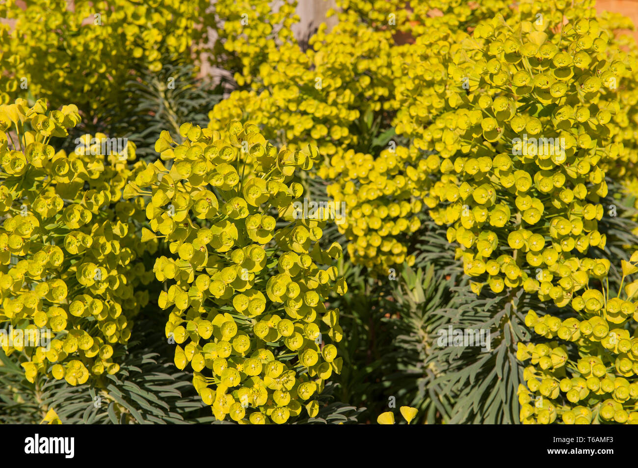 Lebendige Euphorbia characias gigantium Blumen im Frühling Sonnenschein mit Milchigen latex sap und Cluster von Blumen, reizend ätzend Sap Stockfoto