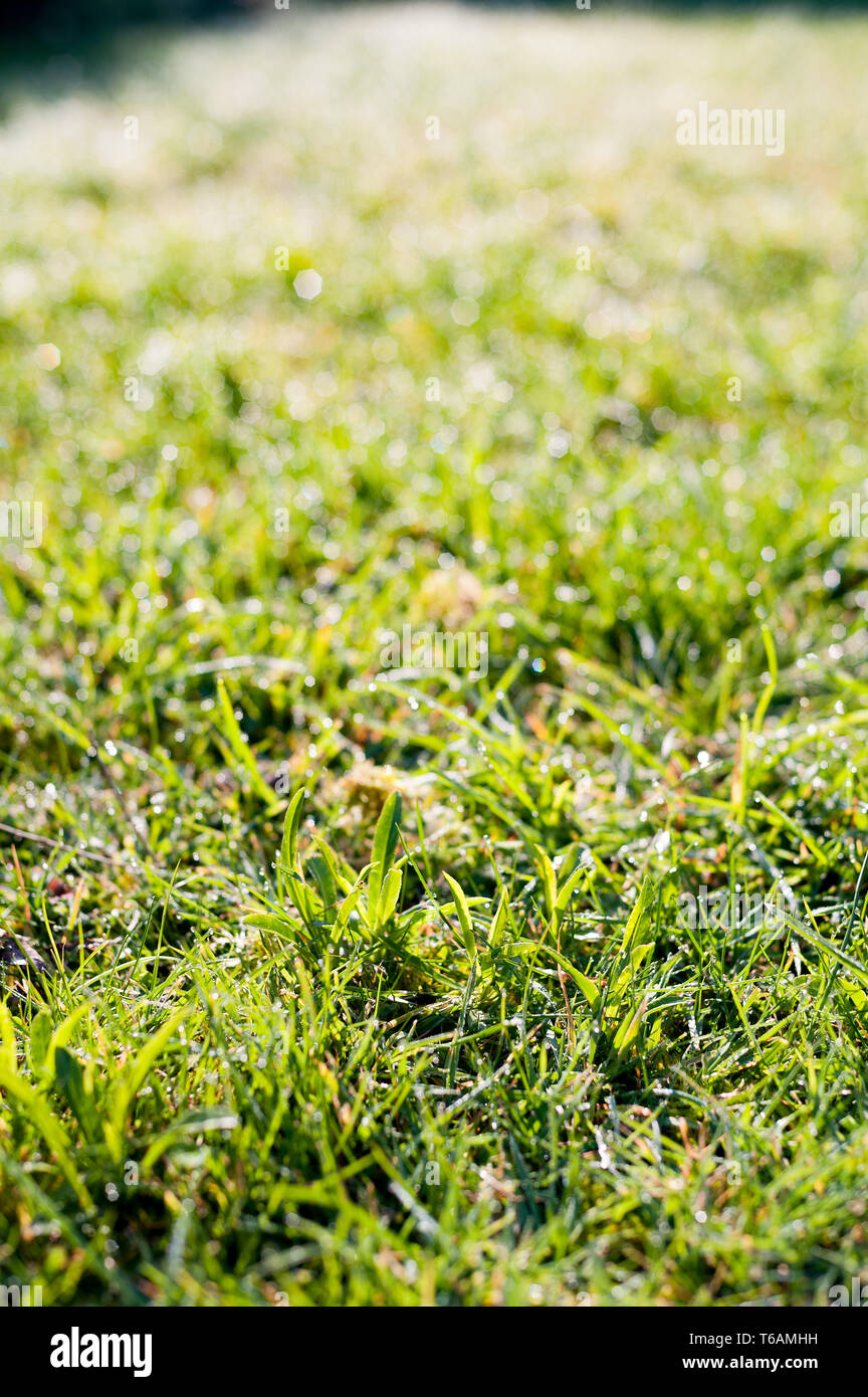 Rasen noch Gras mit schwerer Tau funkeln im Frühjahr dawn Sonnenschein wie Bereich der Diamant Edelsteine und Kristalle geschnitten werden Stockfoto