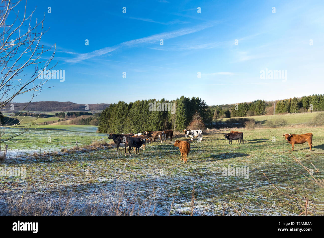 Kuh Atmung im Winter Stockfoto