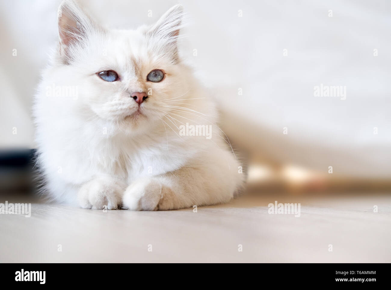 Gelangweilt Birman Cat Stockfoto