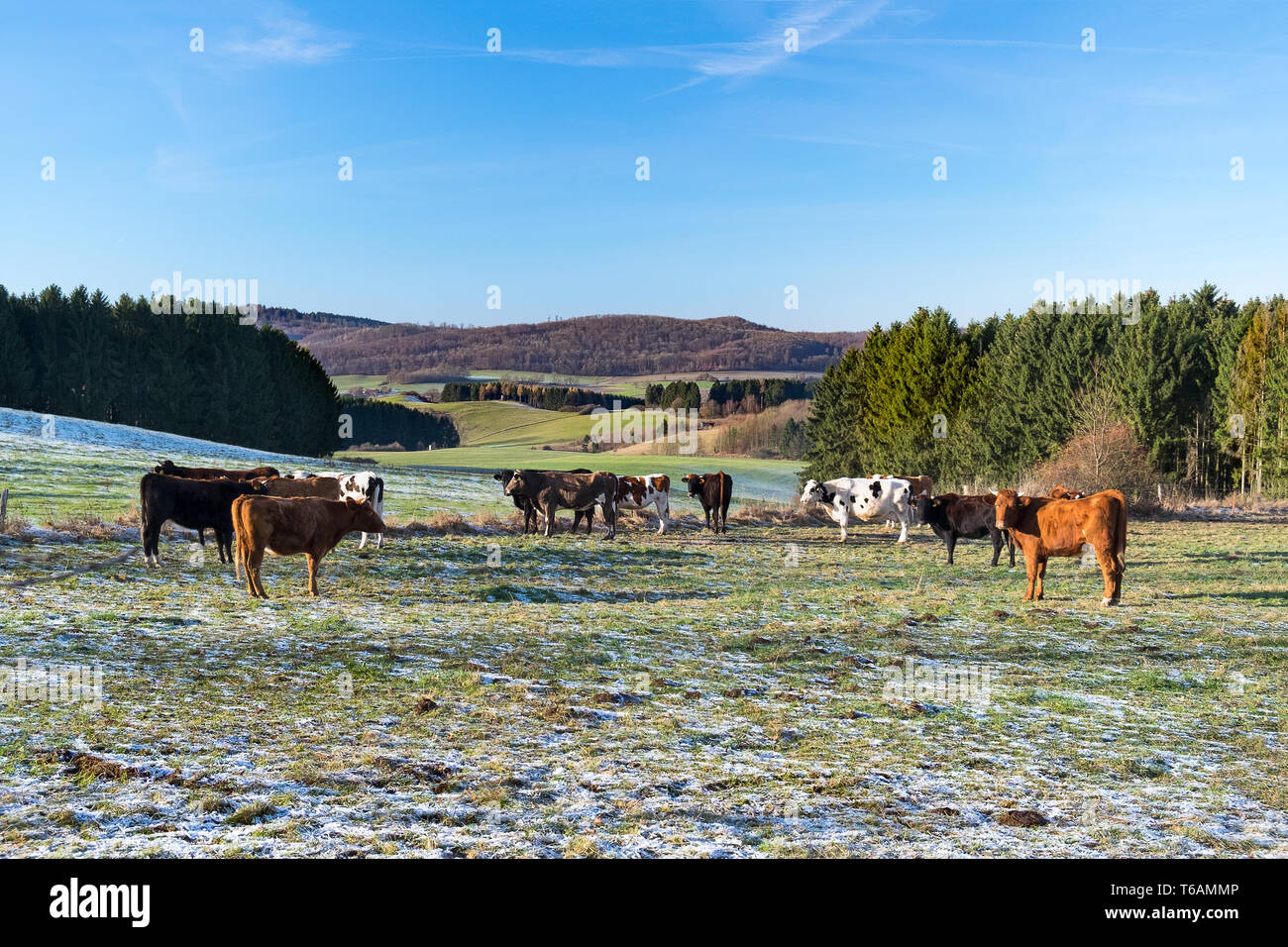 Kuh Atmung im Winter Stockfoto