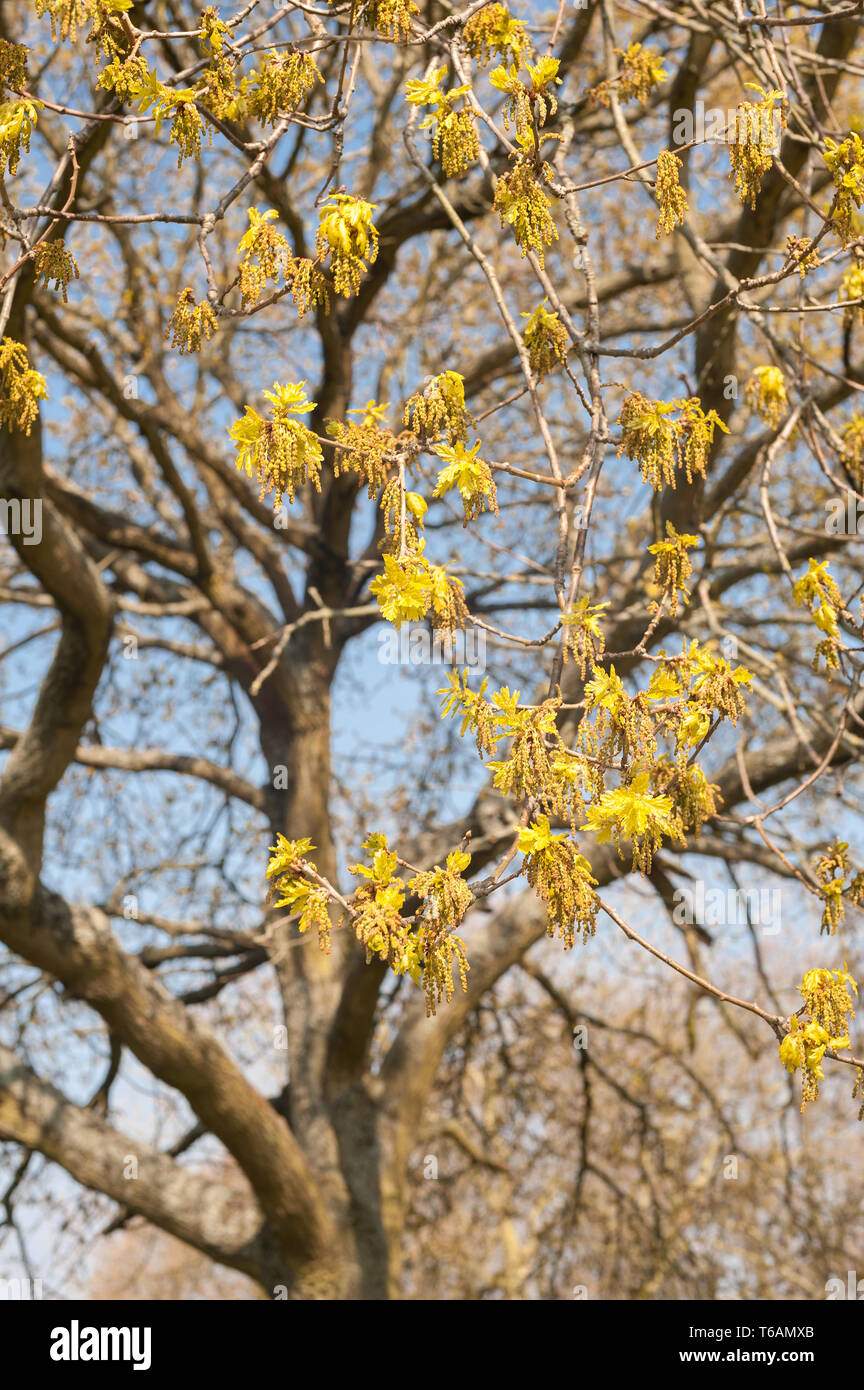 Reiche Blumen und Palmkätzchen Eiche mit neuen Blättern beginnt sich zu entwickeln, eine frühe Ursache für Heuschnupfen von Bäumen im April gegen den blauen Himmel Stockfoto