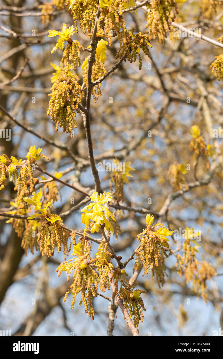Reiche Blumen und Palmkätzchen Eiche mit neuen Blättern beginnt sich zu entwickeln, eine frühe Ursache für Heuschnupfen von Bäumen im April gegen den blauen Himmel Stockfoto