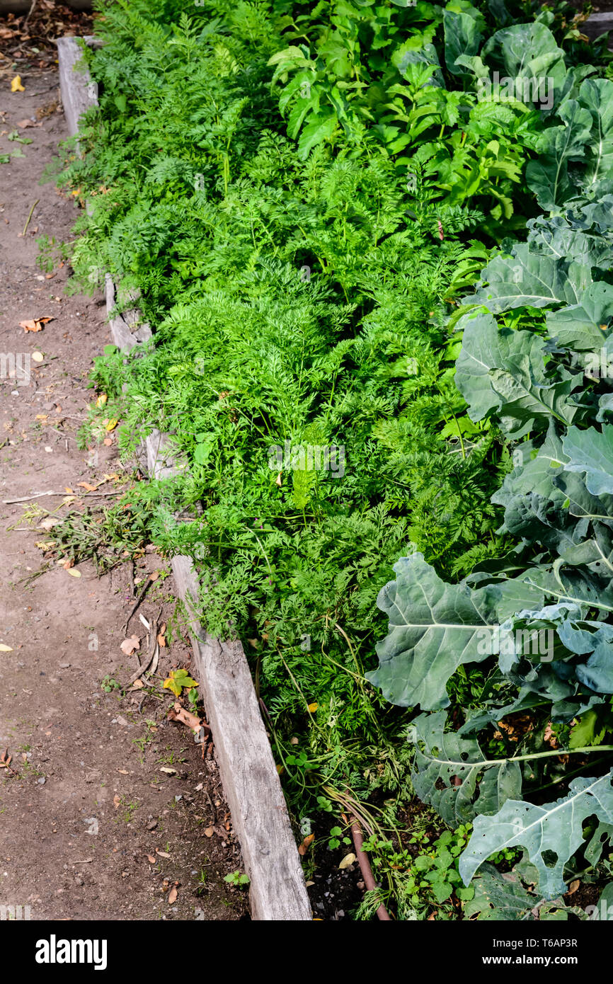 Früher Winter im Gemüsegarten Stockfoto