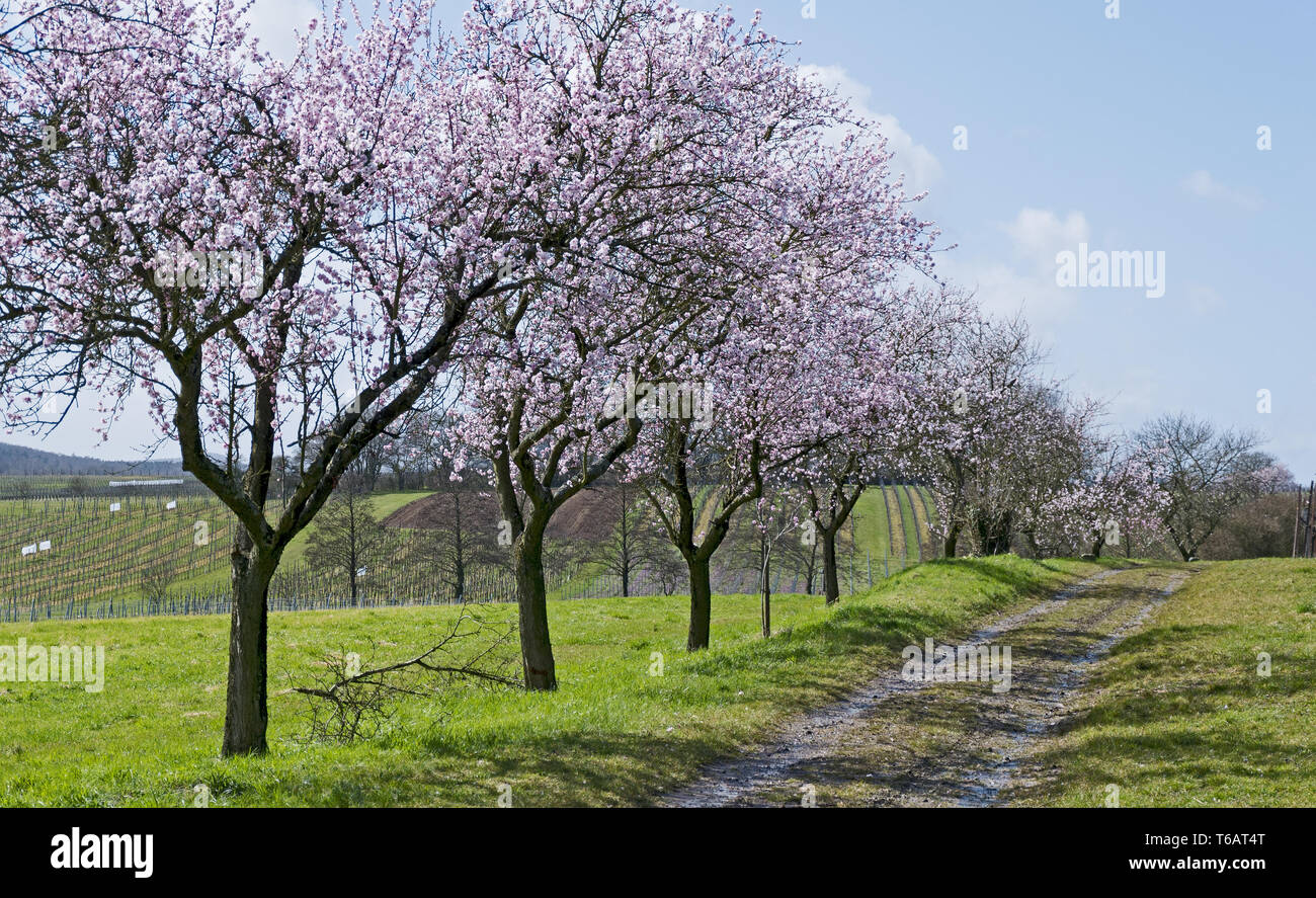 Blühende Mandelbäume (Prunus dulcis) Stockfoto