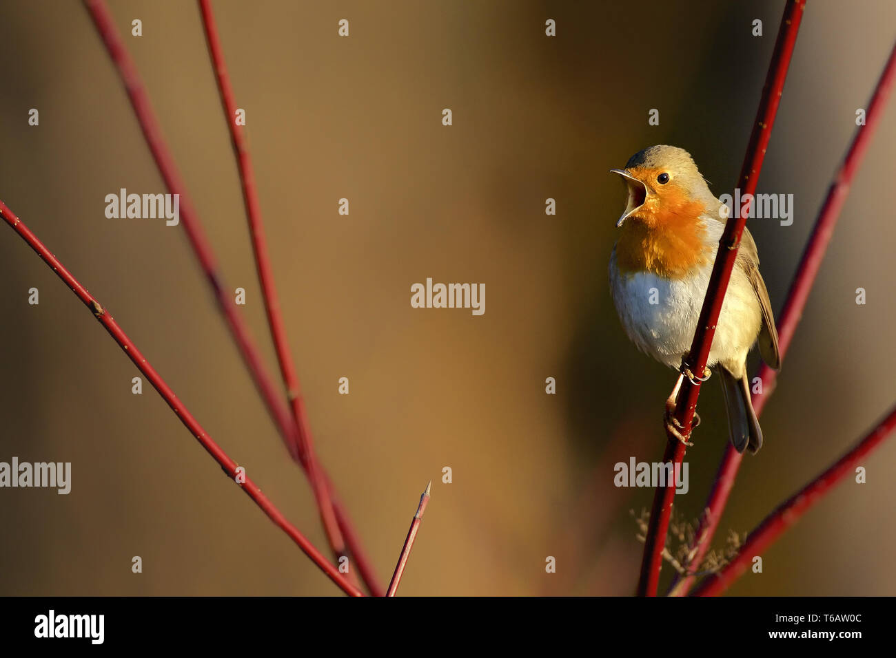 Europäische Robin oder Redbreast, Erithacus rubecula Stockfoto
