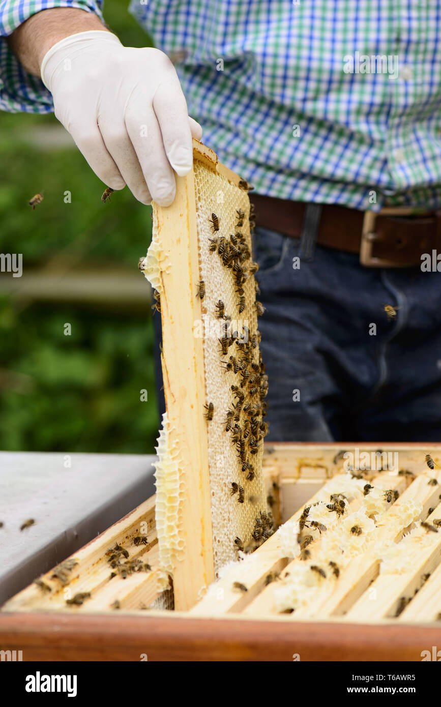 Imker bei der Kontrolle der Bienenstock auf Königin Zellen Anzeige auf wabe Frames eines Bienenstockes Stockfoto