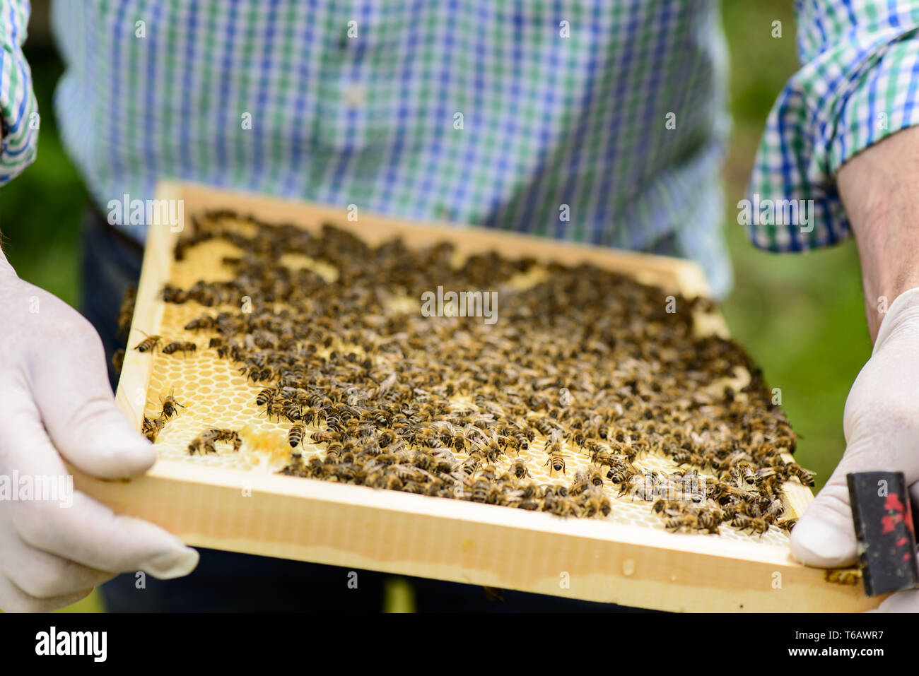 Honig Bienen (Apis mellifica) am Bienenstock Stockfoto