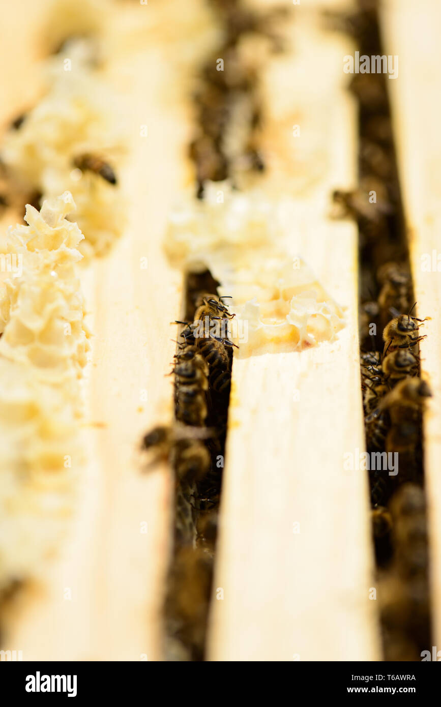 Blick auf wabe Frames eines Bienenstockes mit Bienen Stockfoto