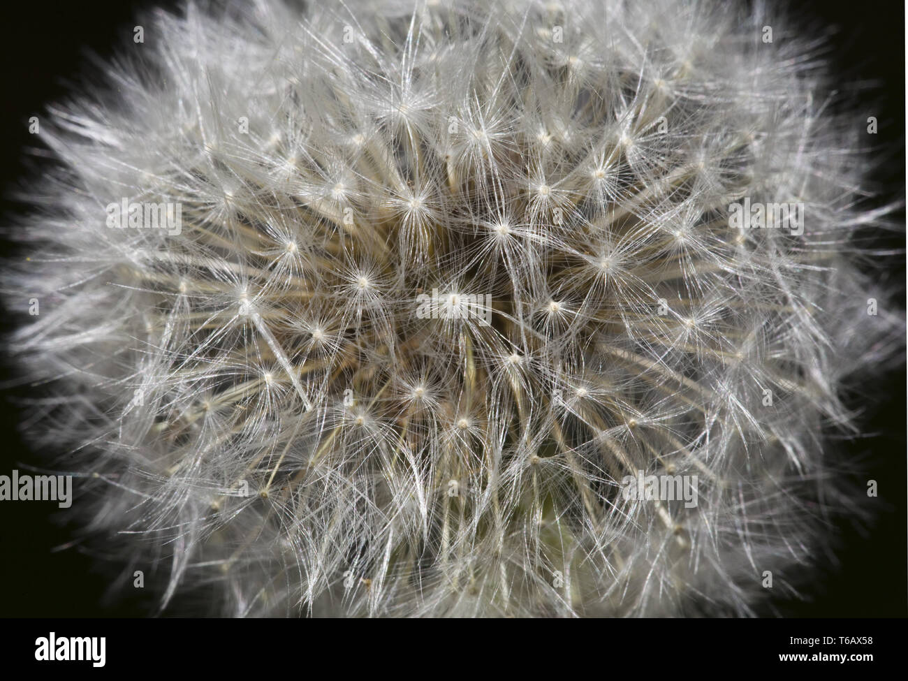 Schlag Ball Makro Stockfoto