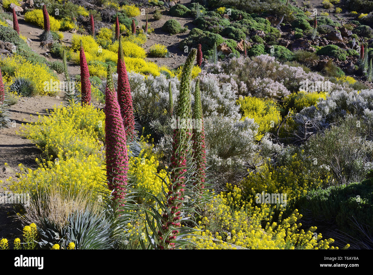 Schöne Landschaft auf den Teide Nationalpark, Las Canadas, Teneriffa Stockfoto