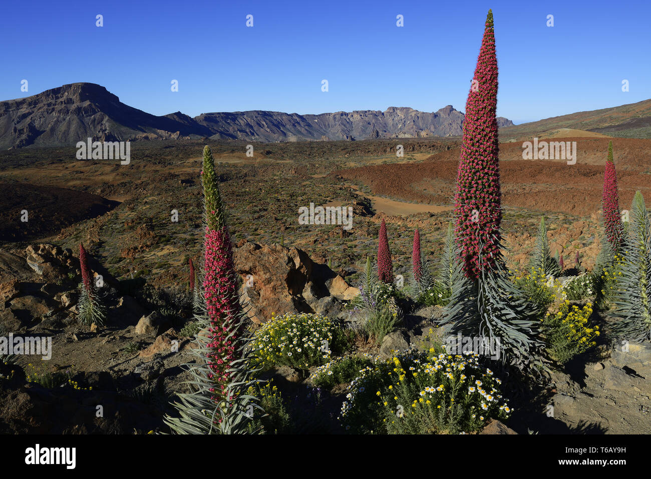 Schöne Landschaft auf den Teide Nationalpark, Las Canadas, Teneriffa Stockfoto