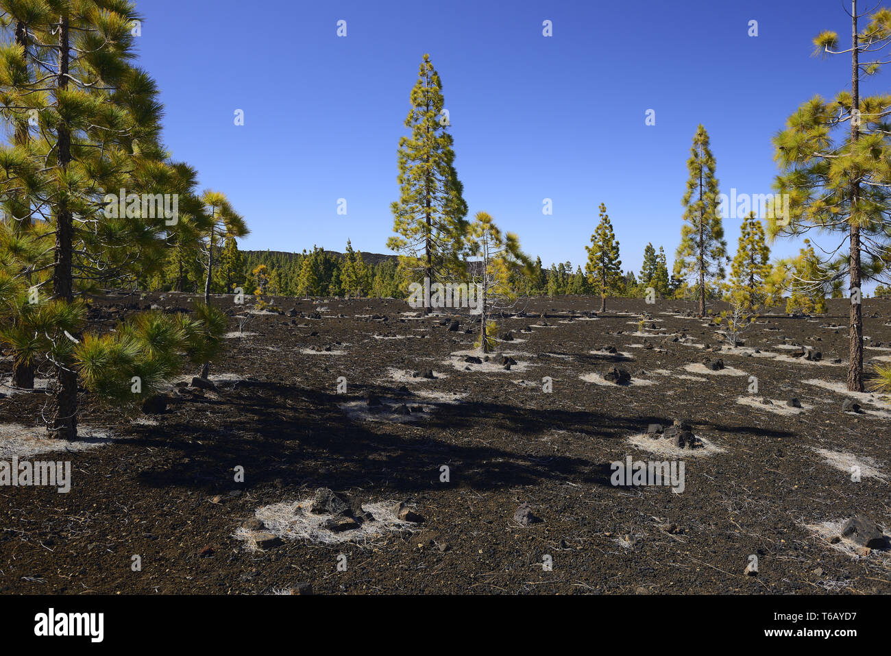 Schöne Landschaft auf den Teide Nationalpark, Las Canadas, Teneriffa Stockfoto