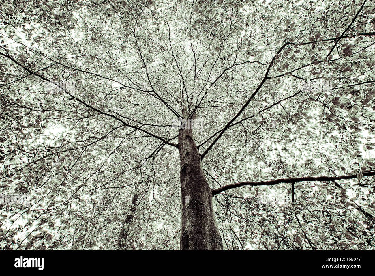 schwarz / weiß Bild von Herbst Baum Stockfoto