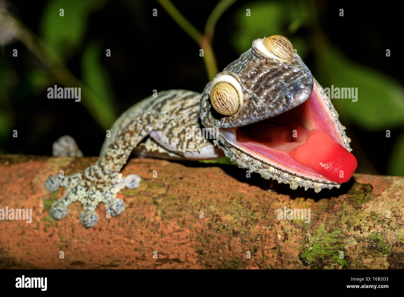 Giant Leaf-tail Gecko, Uroplatus fimbriatus, Madagaskar Stockfoto