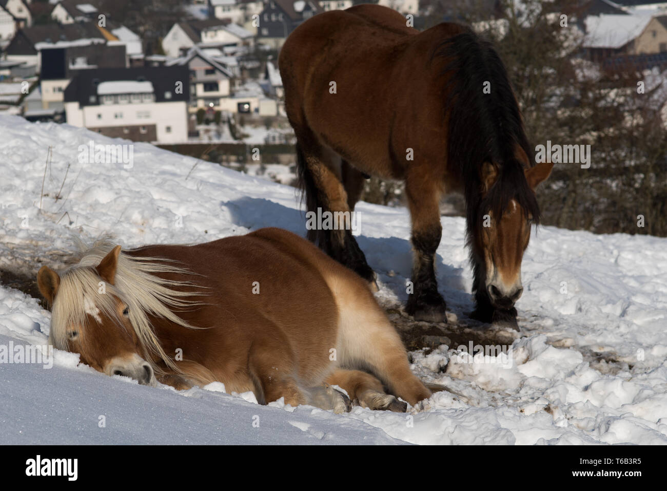 Ein Pferd liegt auf dem Schnee Stockfoto