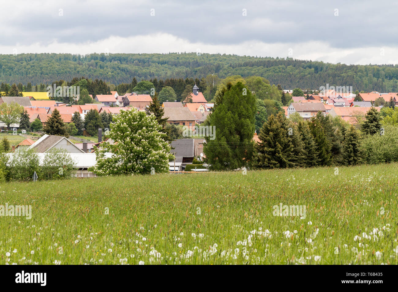 Sommer Wiese im Harz, Sachsen-Anhalt, Deutschland Stockfoto