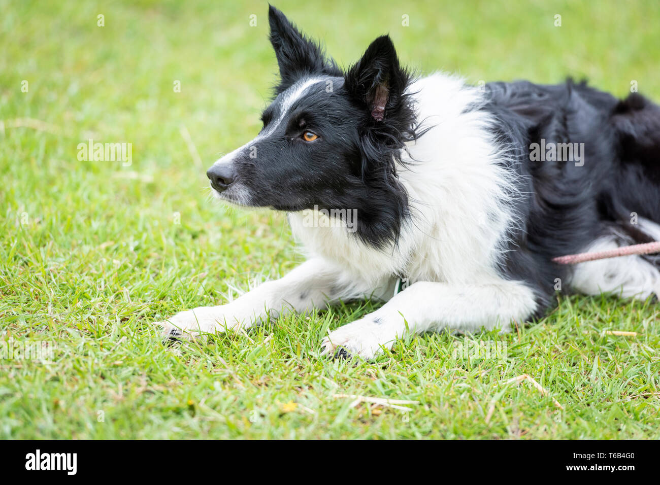 Eine schwarze und weiße Collie schaf Hund suchen und Alarm Stockfotografie  - Alamy