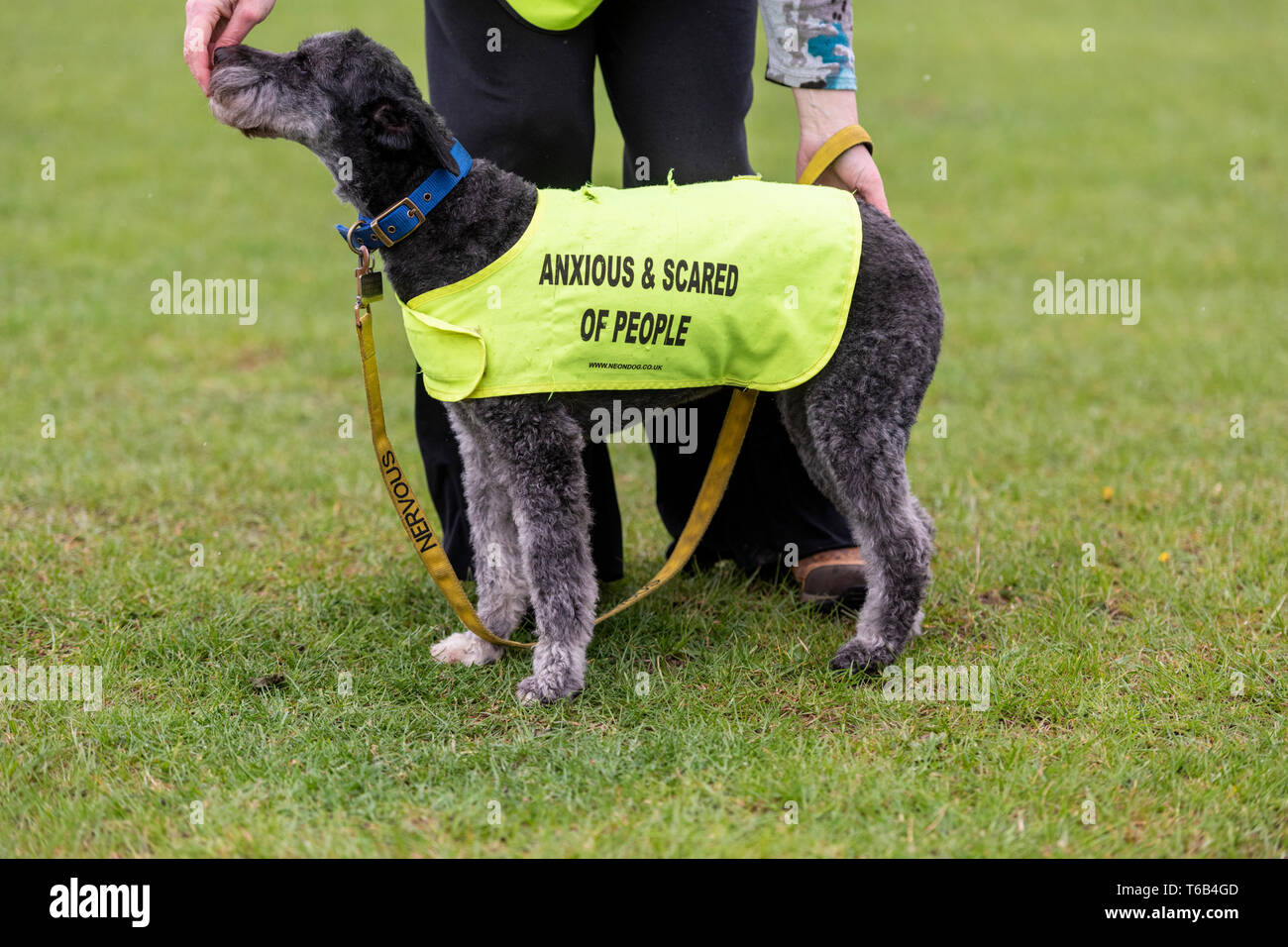 Eine Frau mit einem Hund trägt eine gelbe Hi Vis Jacke mit ängstlich und erschrocken von Menschen geschrieben. Stockfoto