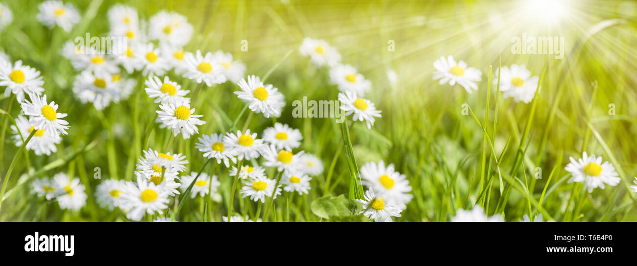 Panorama von blühenden Blumen in der Wiese am Frühling mit Sonnenstrahlen. Stockfoto