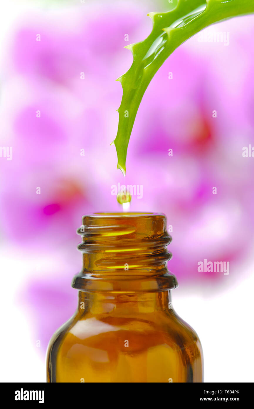 Alternative Medizin mit Tropfen Aloe vera Stockfoto