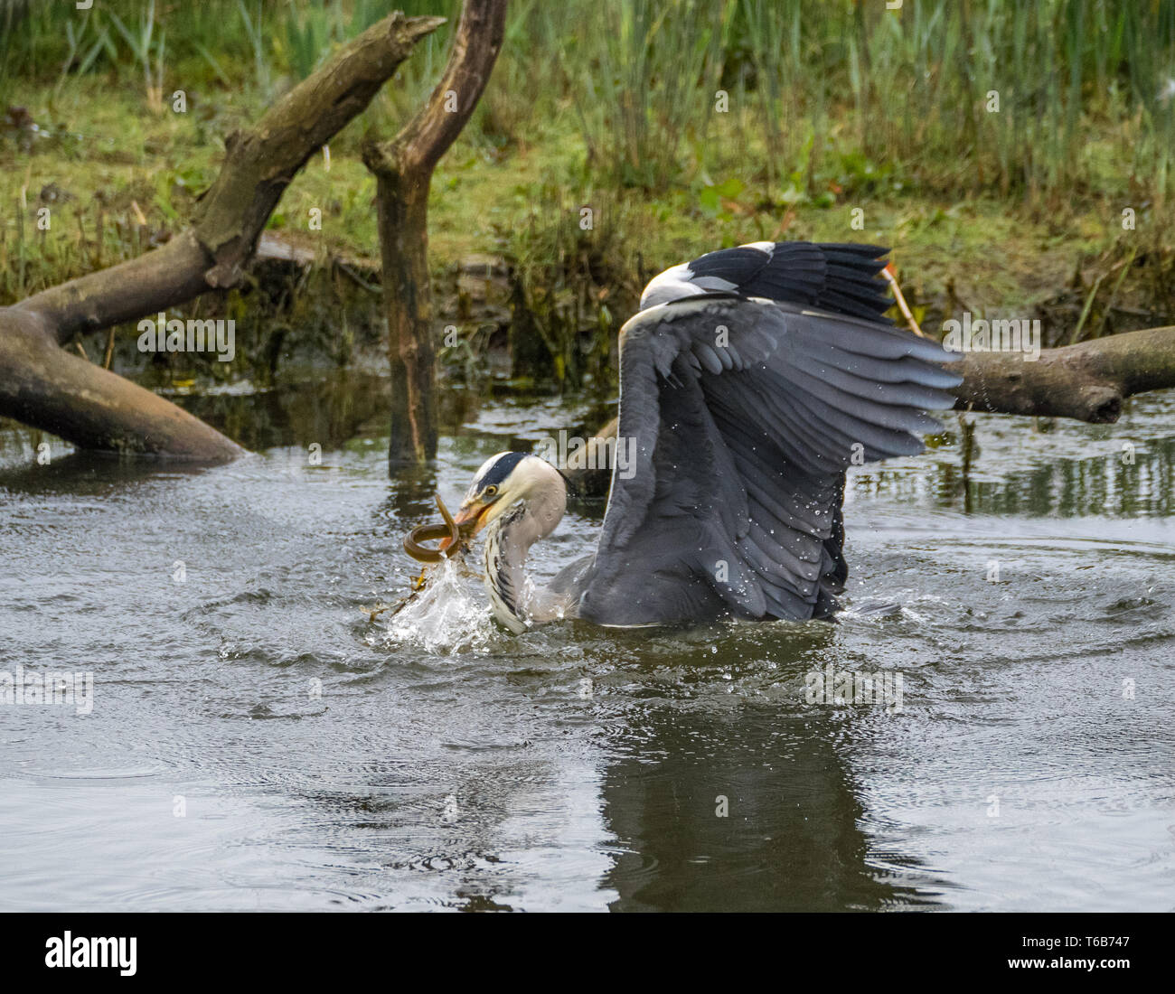 Heron Fang von Aal, Welsh Wildlife Center, Cilgerran, Wales Stockfoto