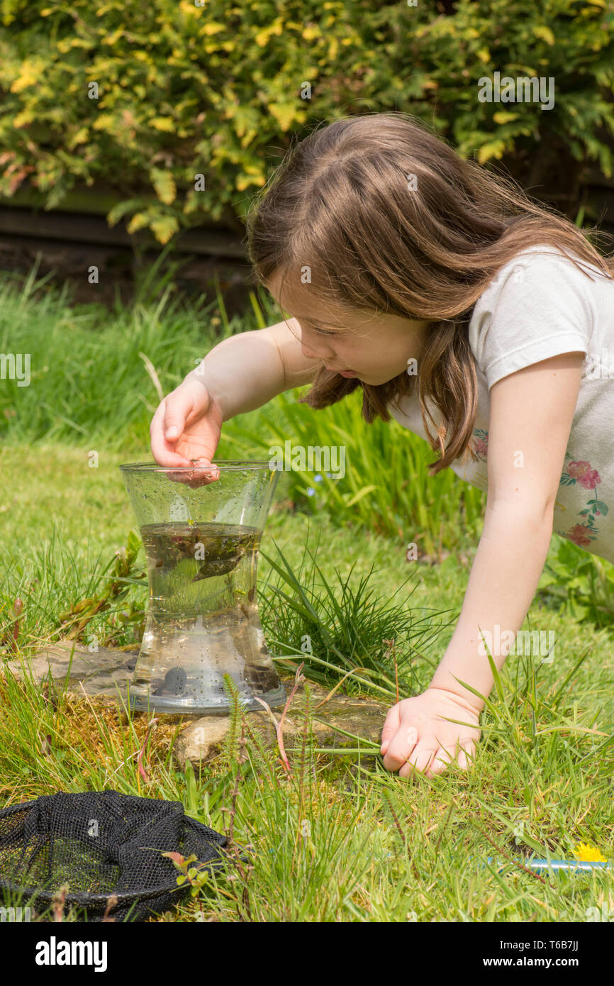 Junge Mädchen, acht Jahre alt, Teich tauchen, fang Teich leben, Kaulquappen, libellelarven im Netz, und setzt sie in den jar, Garten Tiere Teich, Stockfoto